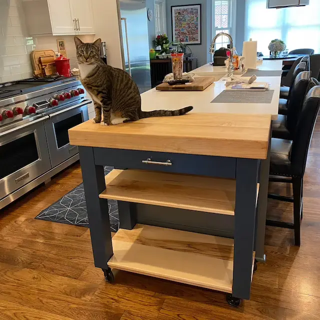 A client photos a cat standing on top of a kitchen island.